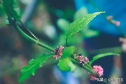 农村身上的宝贝植物，俗称“送子观音”，有了它，不愁孩子不来