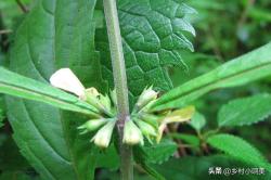 农村身上的宝贝植物，俗称“送子观音”，有了它，不愁孩子不来