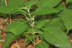 农村身上的宝贝植物，俗称“送子观音”，有了它，不愁孩子不来