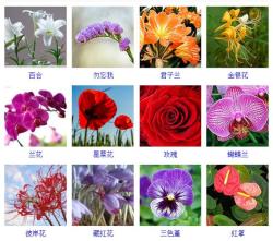 「景观」400种 · 常见观花植物