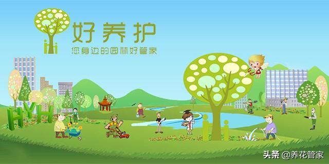 适合水养的五大植物，你养对了么？