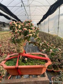 10大适合江浙沪露养的多肉植物推荐