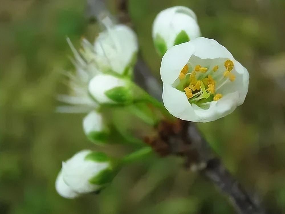 春天出游必备识花宝典，这些花你认识吗？