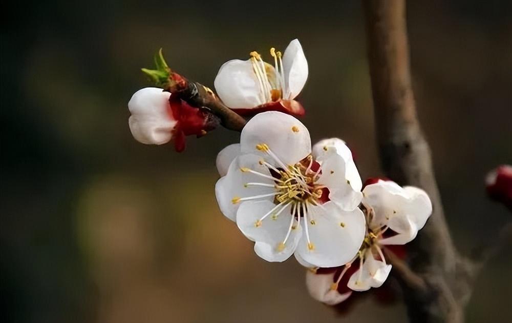 春天出游必备识花宝典，这些花你认识吗？