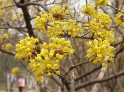 山茱萸：早春金黄色花开满枝头；秋天果、叶红鲜亮丽