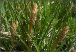 伴随金矿而生的2种野草，土壤含金量越高，植株越茂密，遇见珍惜