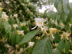 植物小科普：忍冬（金银花）有什么特点？