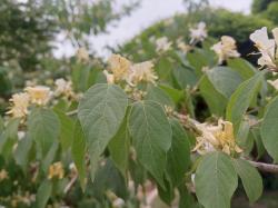 植物小科普：忍冬（金银花）有什么特点？