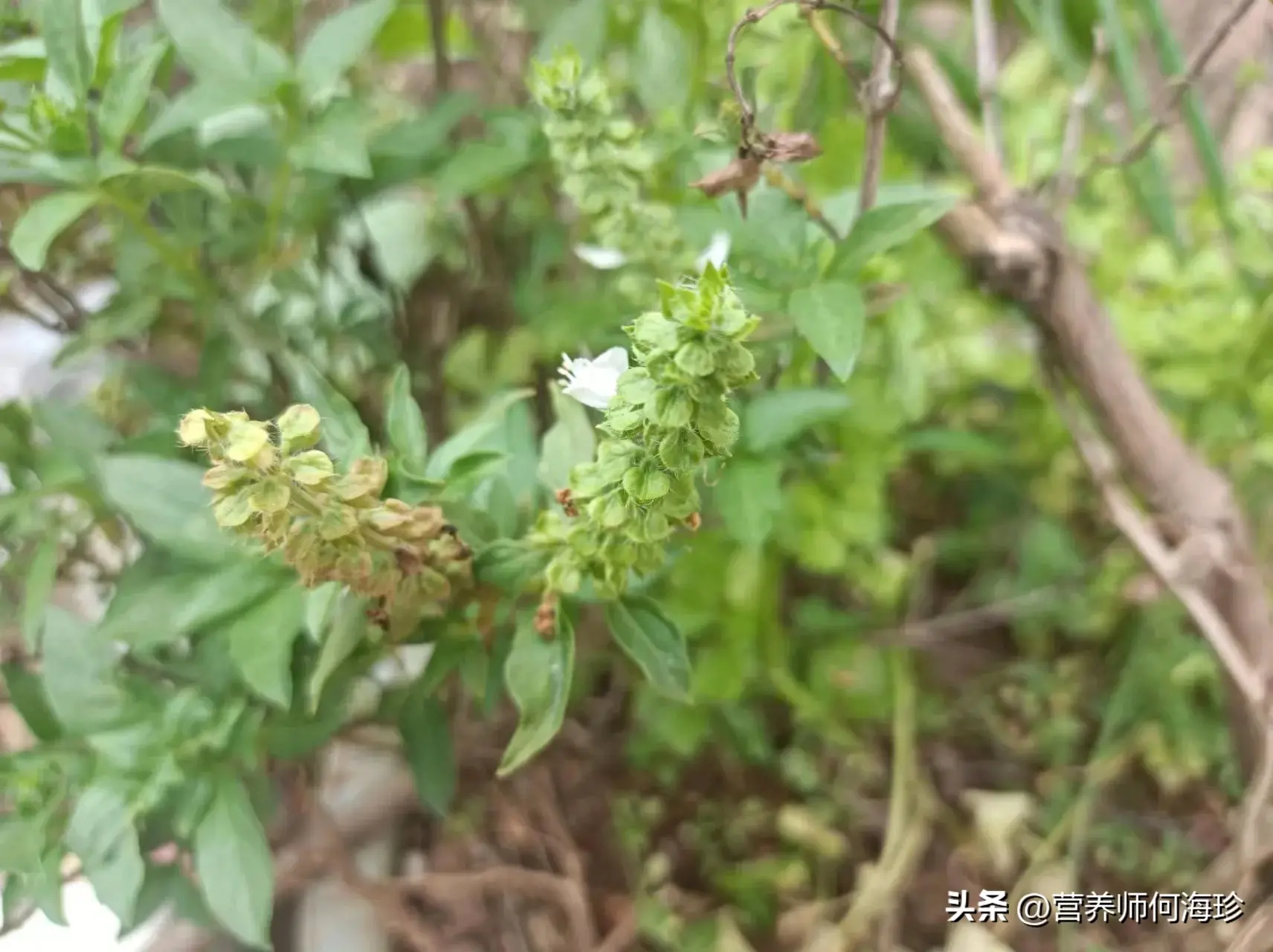 老人口中的“金不换”，懂它的人都在种，用来泡茶好处多，珍贵！