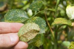 最近阴雨连绵，植物叶子容易长“锈斑”，教你正确预防和处理