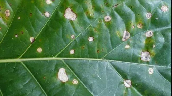 最近阴雨连绵，植物叶子容易长“锈斑”，教你正确预防和处理