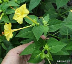 种子落地生根的地雷花，浑身是宝用途广，别再当杂草