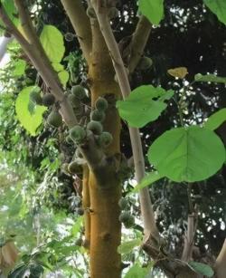 老茎生花，花儿竟不开在枝条上，此乃热带雨林特有的植物现象