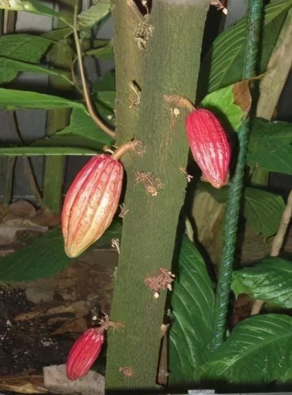 老茎生花，花儿竟不开在枝条上，此乃热带雨林特有的植物现象