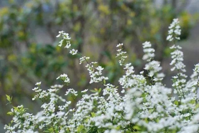 家庭园艺｜西向阳台的植物选择 、那些漂亮花儿的选择