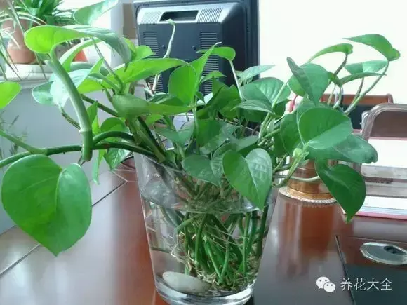 学会这些技巧，你的水培植物肯定越长越旺