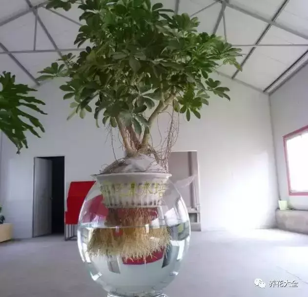 学会这些技巧，你的水培植物肯定越长越旺