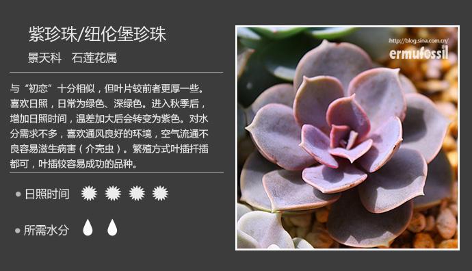 多肉植物图鉴（景天科 石莲花属）19枚