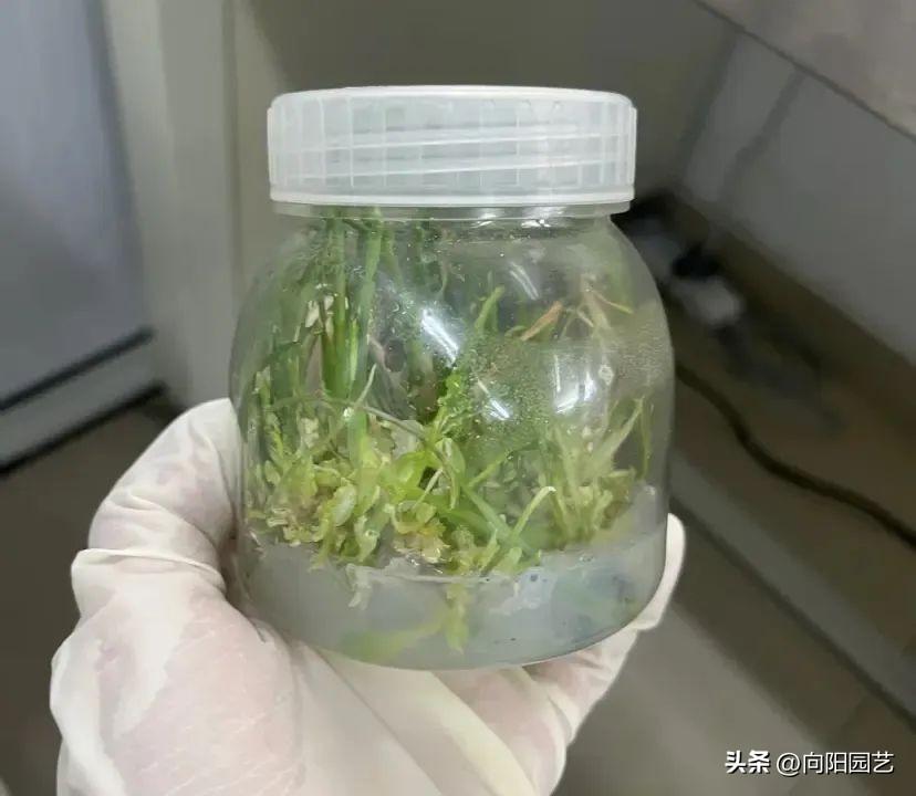 组培的植物，极其容易化水，了解“组培过程”，买植物不上当！