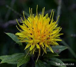 「植物界全系列」管状花亚科—菜蓟族（六）：矢车菊