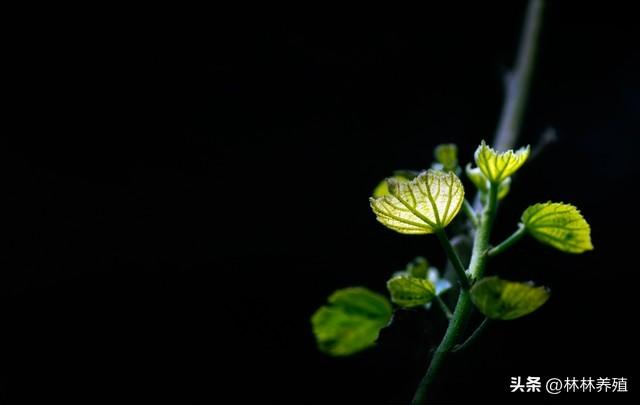 养花新手必看！开花的“三要素”解密，让你事半功倍！