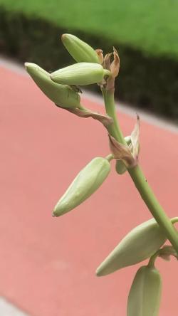 绿化观赏植物-丝兰