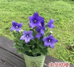 5种耐寒花，就怕天不冷，放在室外冻一冻，反而开花又多又美