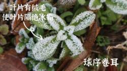 避免多肉植物夏季凋落：注意这5种长毛品种养护细节