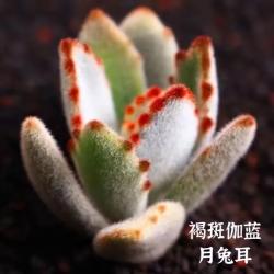 避免多肉植物夏季凋落：注意这5种长毛品种养护细节