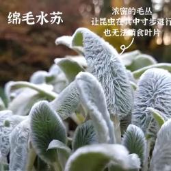 避免多肉植物夏季凋落：注意这5种长毛品种养护细节