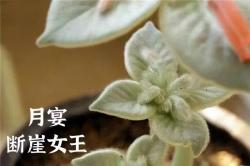 避免多肉植物夏季凋落：注意这5种长毛品种养护细节