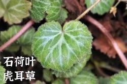 避免多肉植物夏季凋落：注意这5种长毛品种养护细节