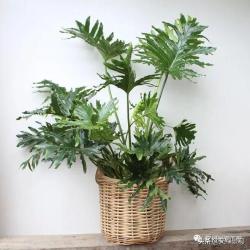 常用于室内植物墙的18种绿植，你都认识吗？