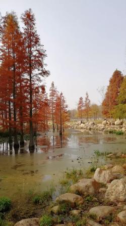 初冬鱼鸟河湿地公园里的水杉树