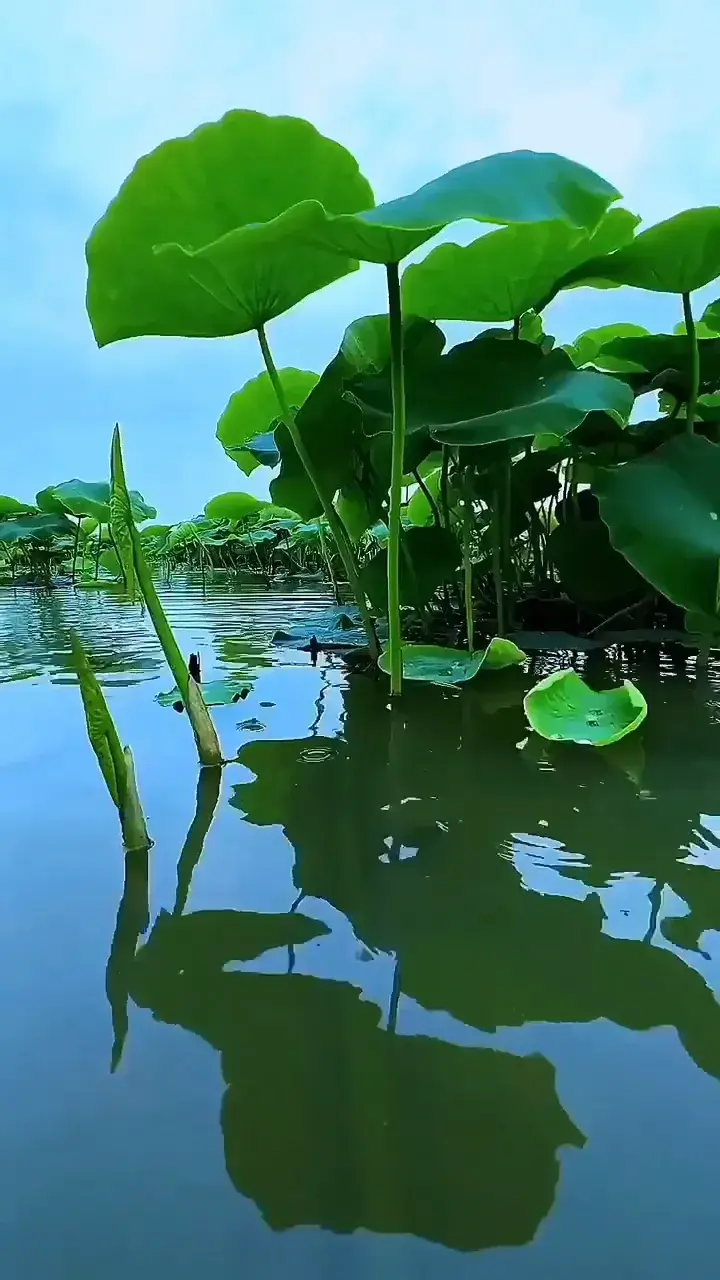 荷花：出淤泥而不染