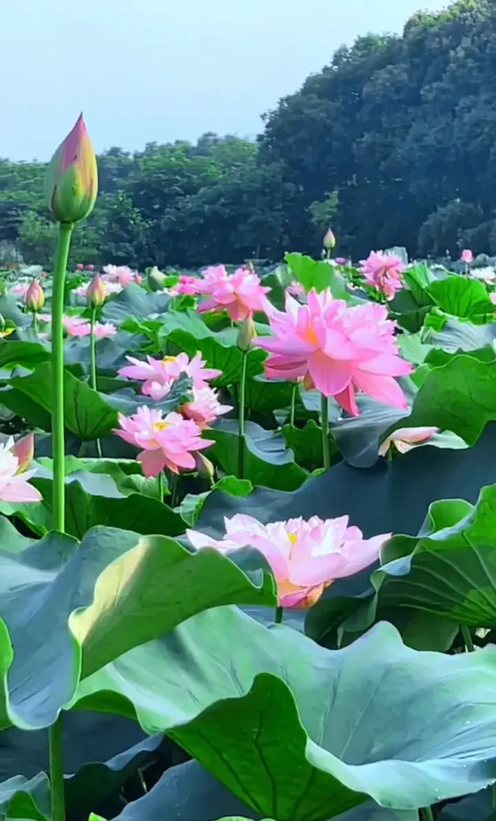 荷花：出淤泥而不染