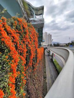 庭院里养花，首选“这10种”，开成“花墙瀑布”，风景美如画