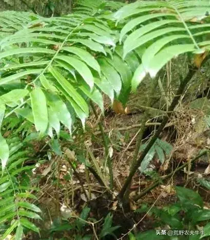 荒野宝藏：探索中国南部的神奇植物 - 福建观音座莲