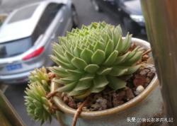 如何避免多肉观音莲的叶片化水，然后长成一朵漂亮的“大莲花”？