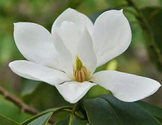 含笑花～苞润如玉，香幽若兰，树型端雅，是著名的芳香花木