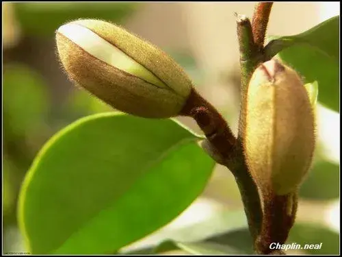 含笑，芳香花木，花开不张口，含羞又低头