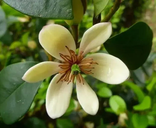 含笑，芳香花木，花开不张口，含羞又低头