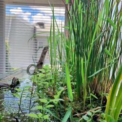 水族缸中的“水生植物”杂谈（一）