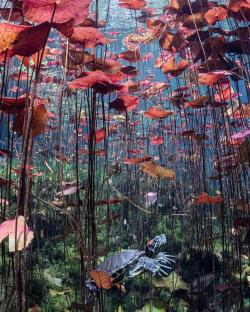 水族缸中的“水生植物”杂谈（一）