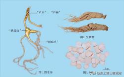 人参，中华本草第一药！细数那些“参差不齐”的参