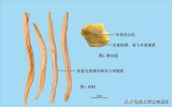 人参，中华本草第一药！细数那些“参差不齐”的参