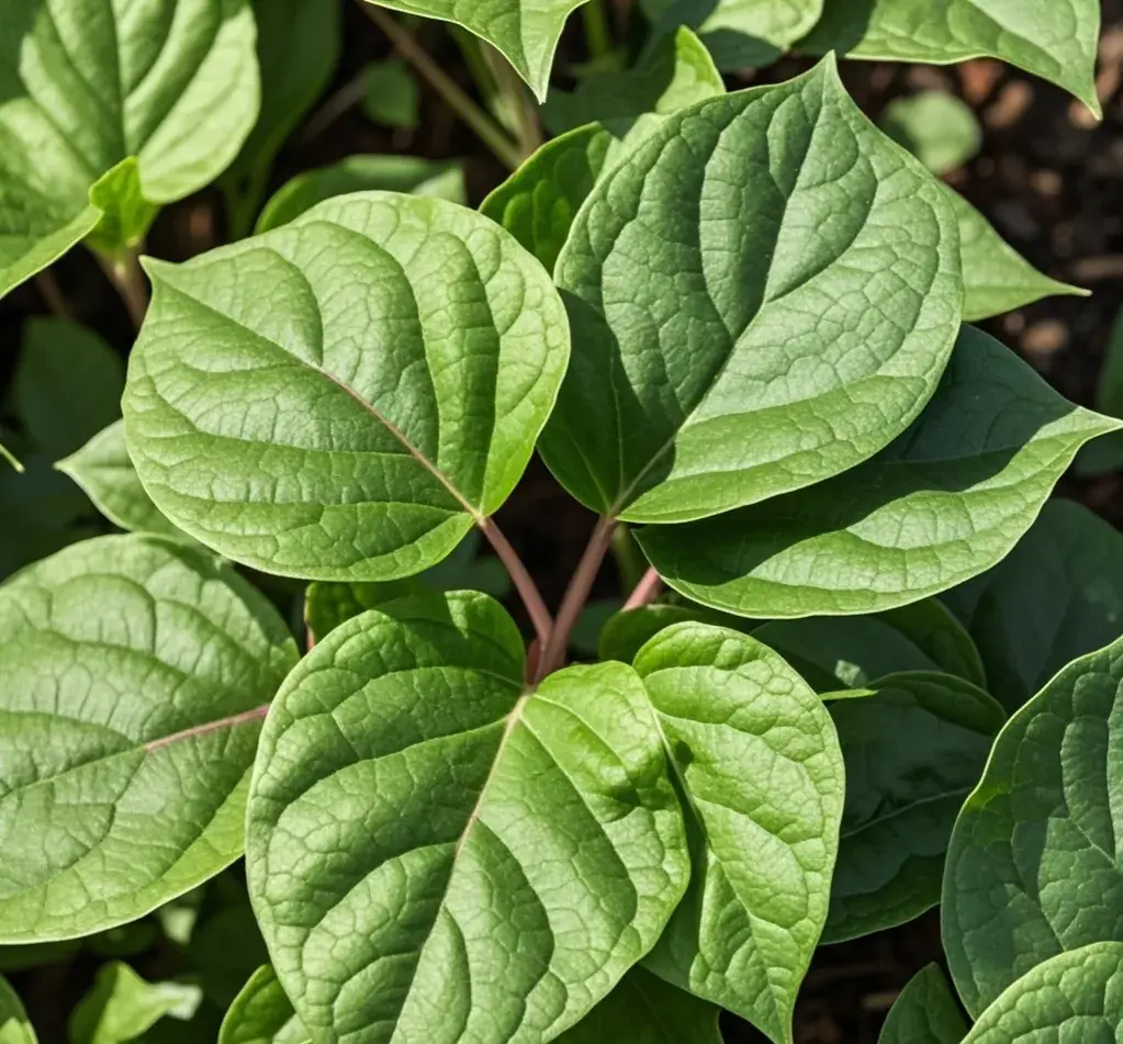 农村有哪些可以吃的野生植物？