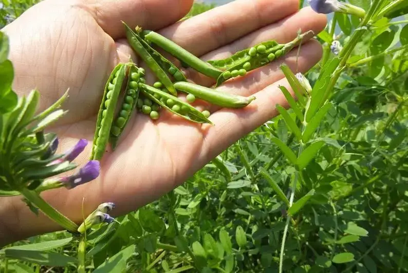 野豌豆，豆科藤本植物，果实像绿豆，有4大厉害妙用，认识是宝