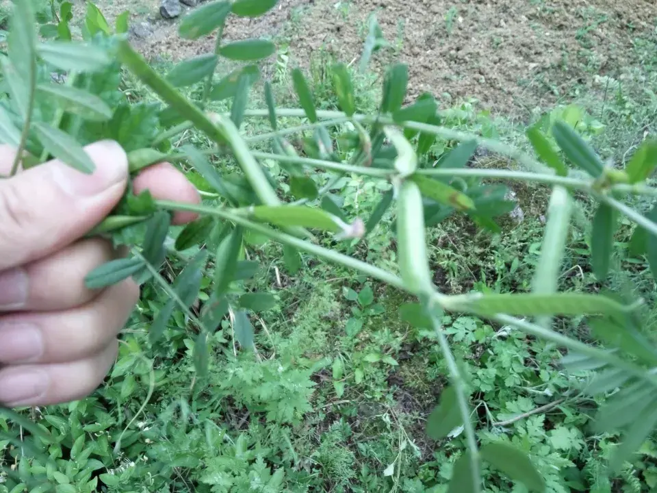 野豌豆，豆科藤本植物，果实像绿豆，有4大厉害妙用，认识是宝