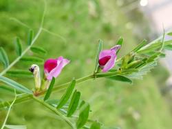 野豌豆，豆科藤本植物，果实像绿豆，有4大厉害妙用，认识是宝